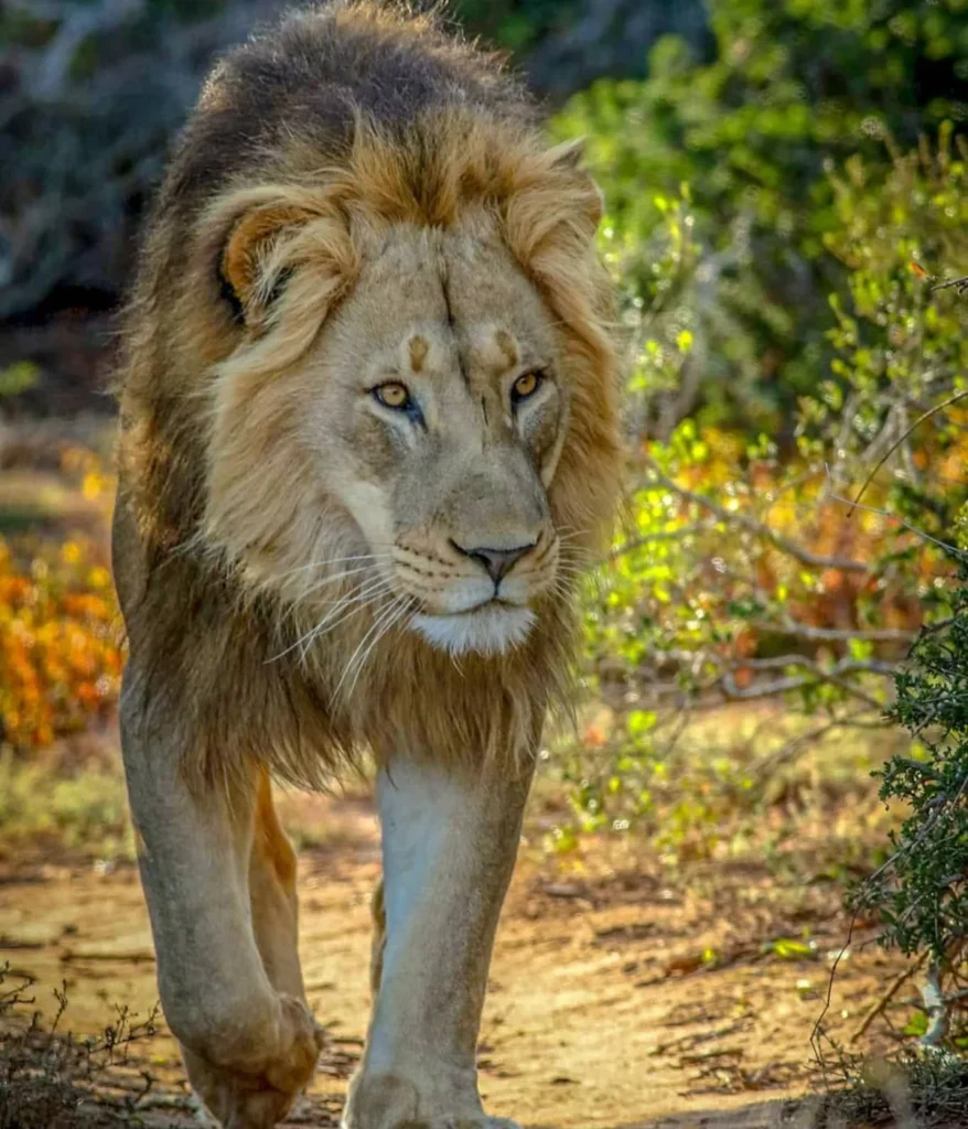 adult-male-lion