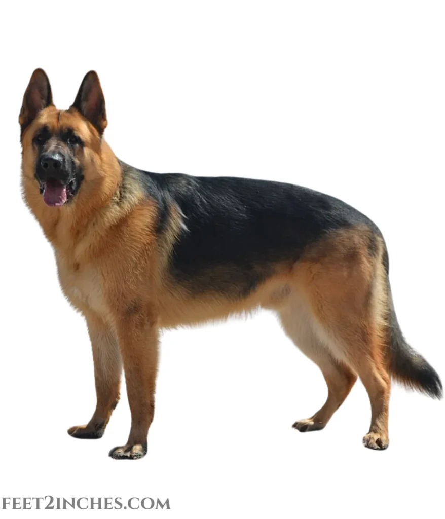 german-shepherd-dog-50kg