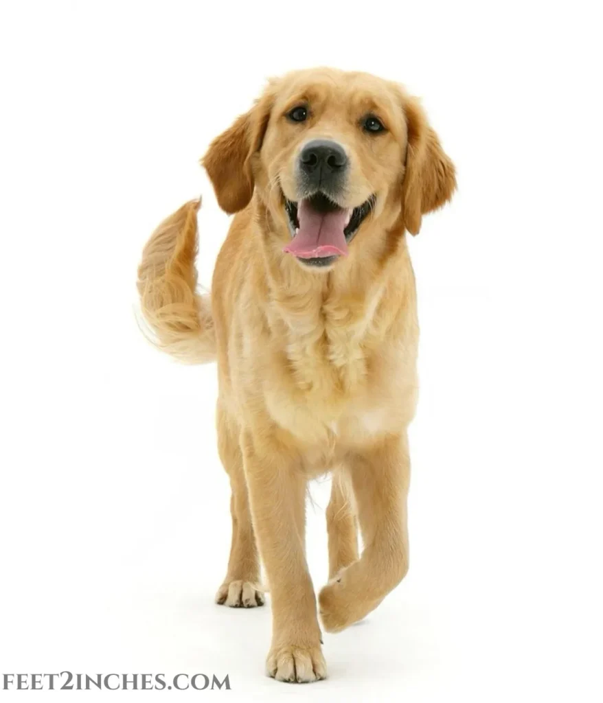 golden-retriever-40kg