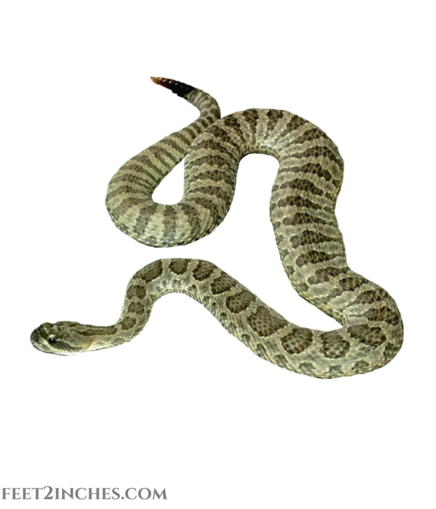 adult-male-anaconda-20-feet