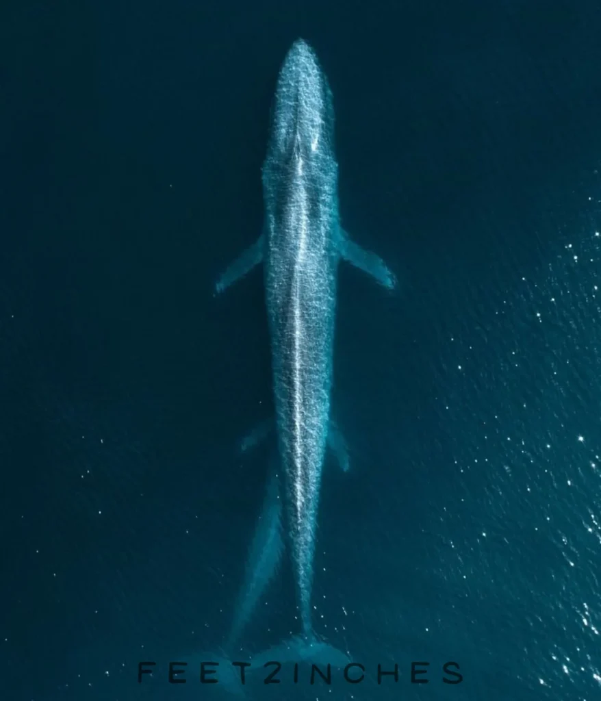 blue-whale-50-feet