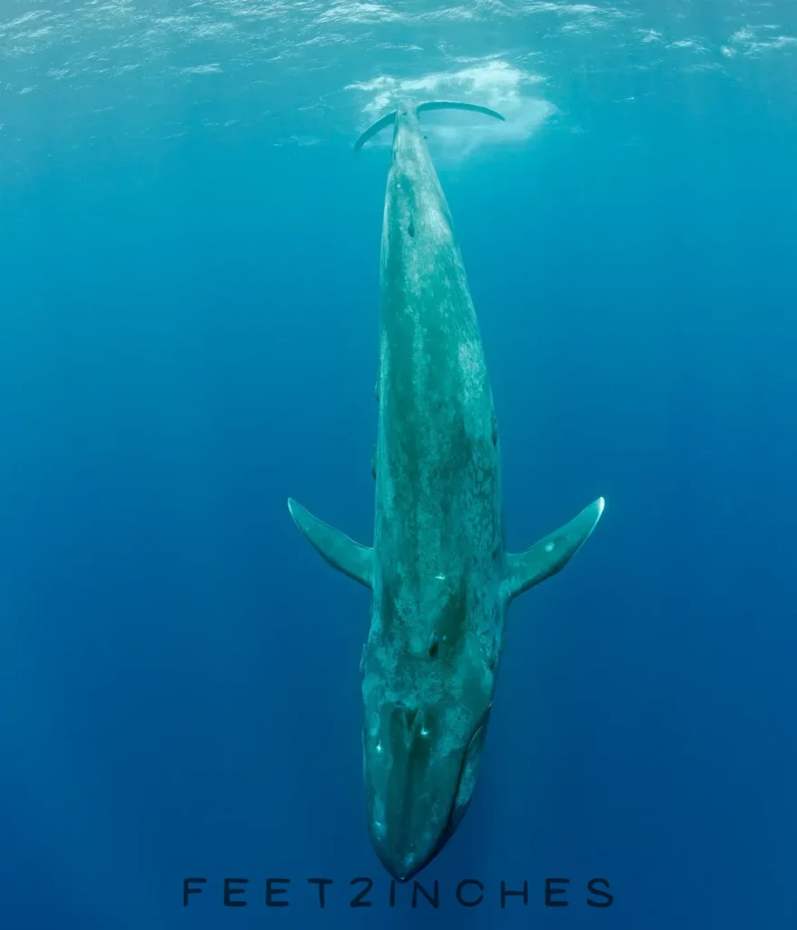 blue-whale-80-feet