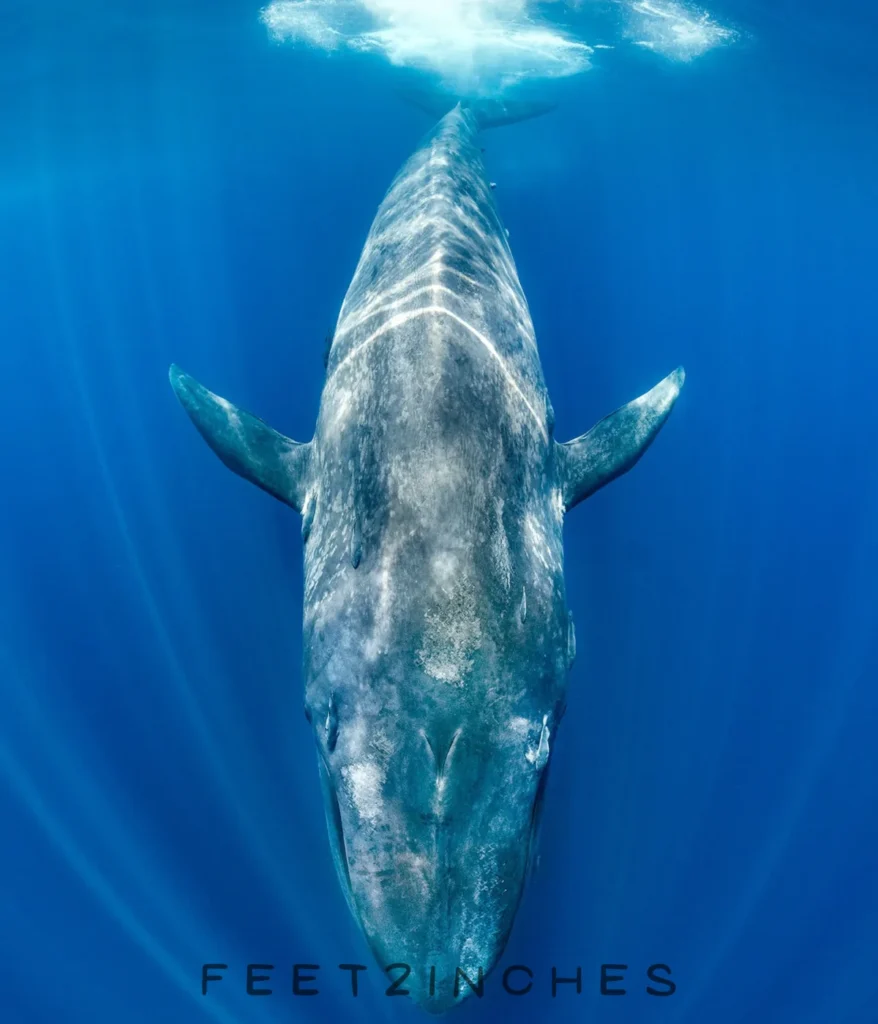 blue-whales-500-feet
