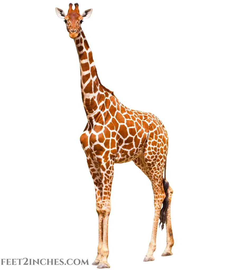 giraffe-20-feet
