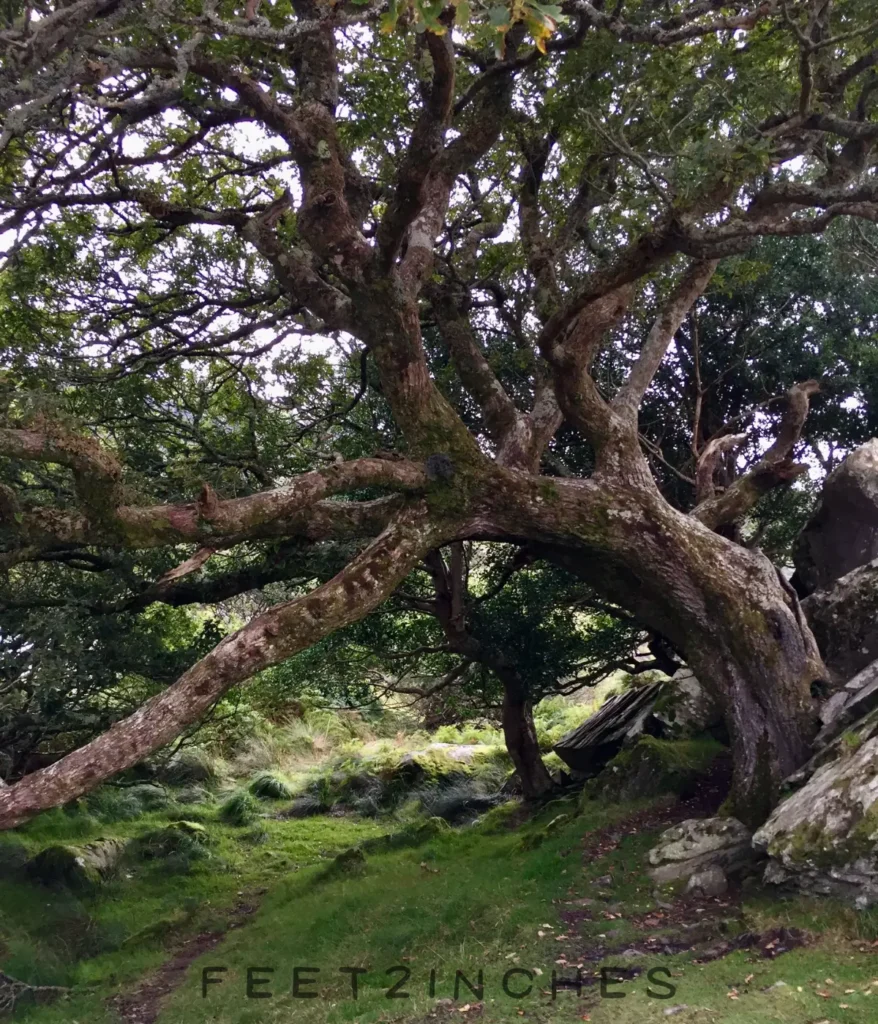 large-oak-tree-80-feet