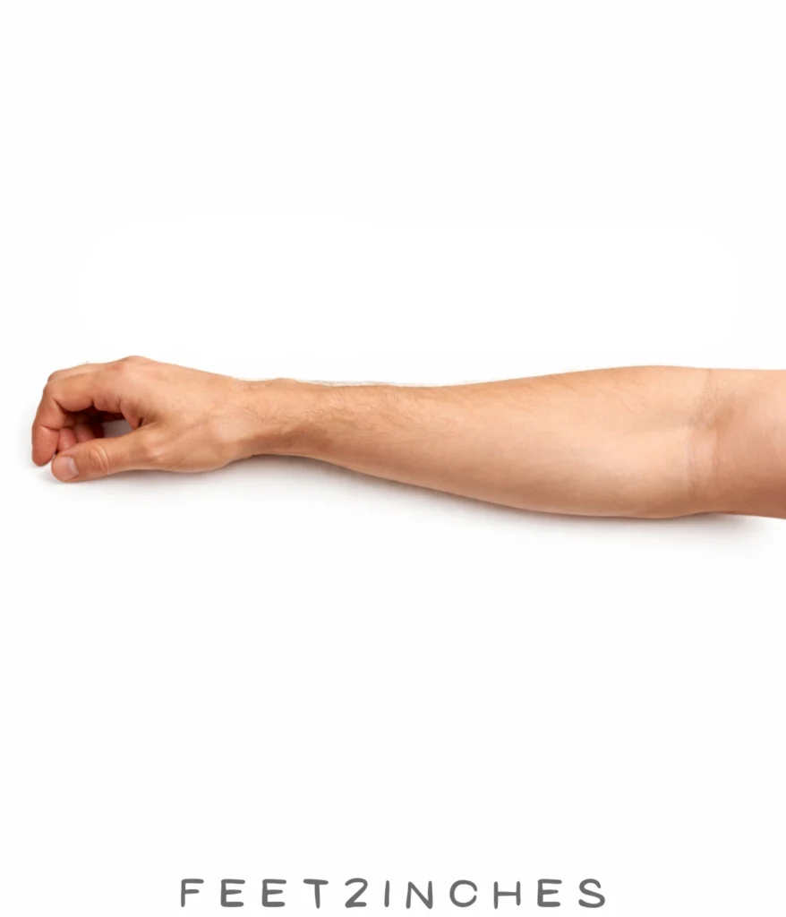 adult-forearm-wrist-to-elbow-12-inches
