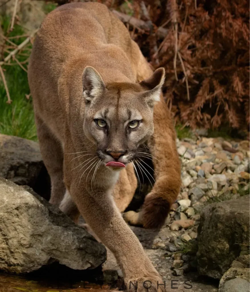 cougar-70kg-weight