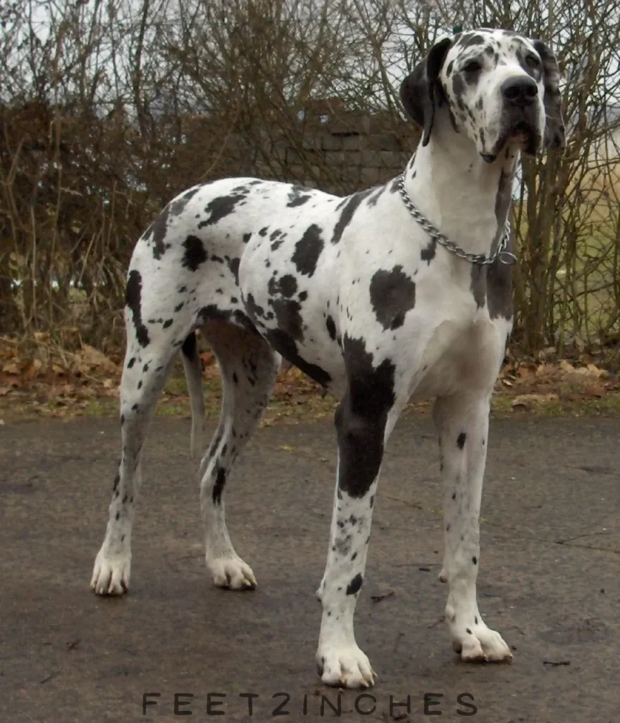 dane-dog-70kg-weight