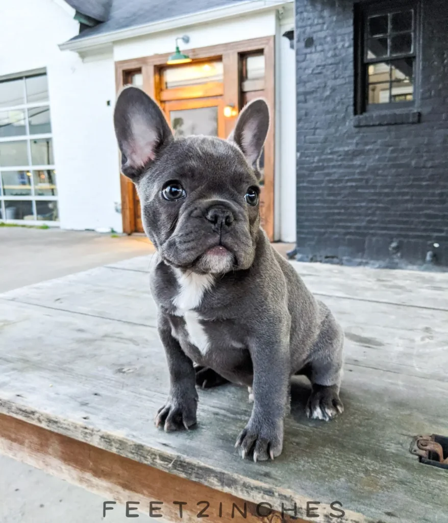 french-bulldog-10kg-weight