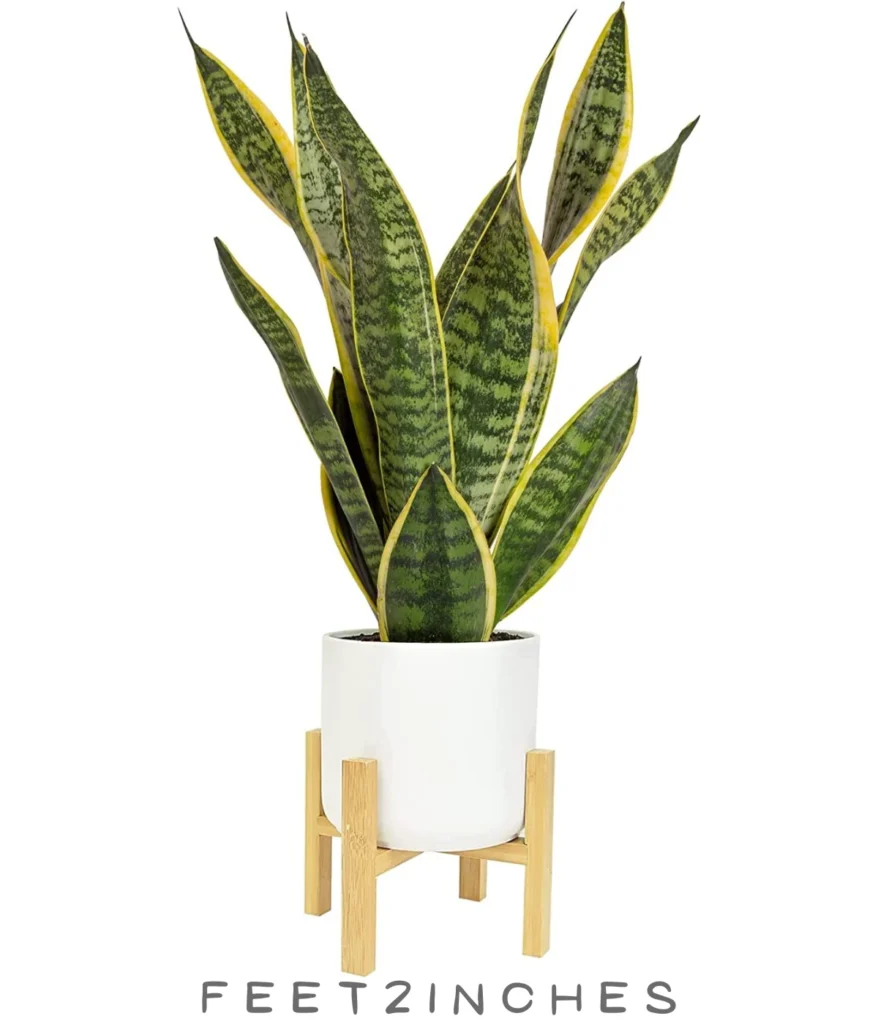 snake-plant-50-ounces